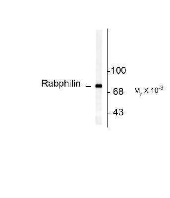 Western Blot: Rabphilin 3A [p Ser234] Antibody [NB300-743]